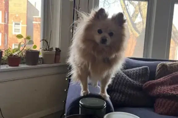 Lost Pomeranian on West 86th - Find Fido!