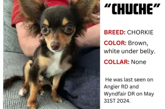 Lost Chorkie: Brown/White, Last Seen Fuquay!