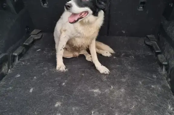 Chien docile trouvé à Hardoncelle - photo