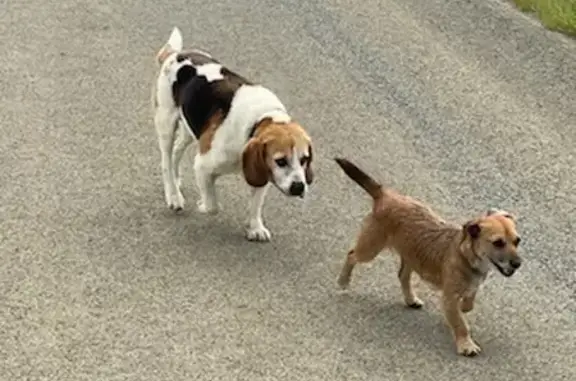 Chiens égarés près de Dol-de-Bretagne - photo