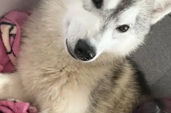 Animaux perdus , photo: Chien Husky Ulka disparu à Vibraye
