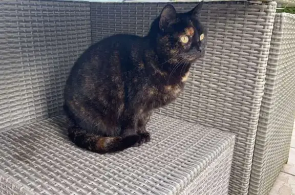 Chat perdu, , photo: Chat sauvage Opium disparu blessé