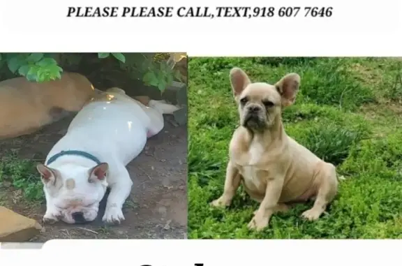 Help Find Our Stolen Frenchies in Tulsa!