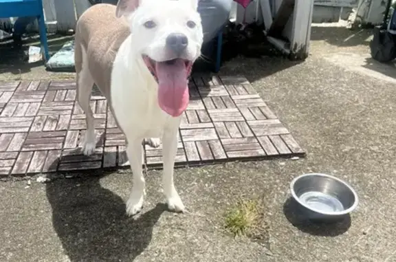 Found Female Pit Mix - Rockingham Ct, 5450!