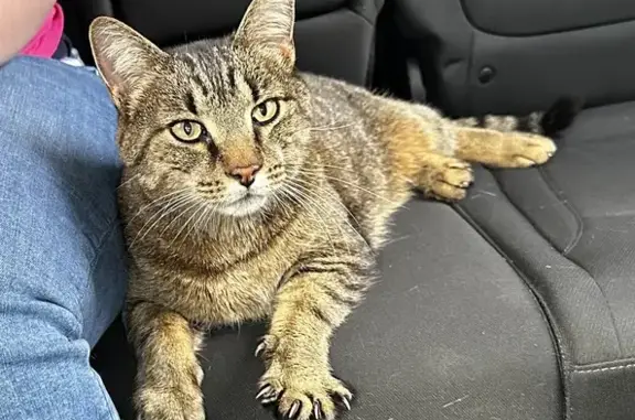 Found Cat: Friendly & Clawed on E. Livingston!