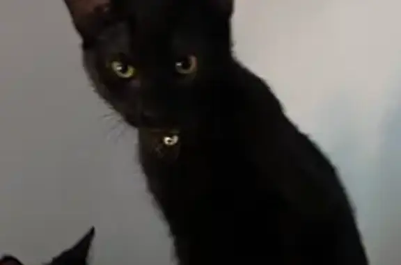 Lost Black Cat in Malden - Help Find Her!