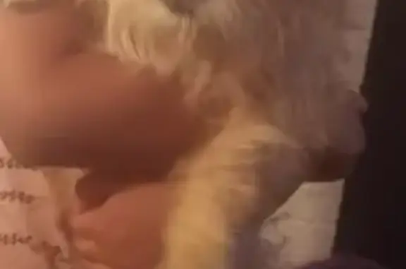 Help Find Our Tan Terrier - Lost in Coachella!