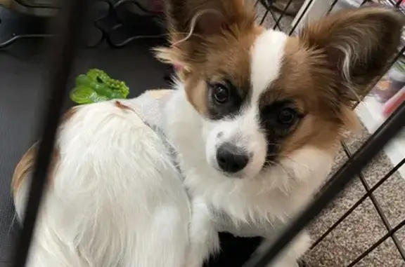 Lost Papillon in Overland Park - Help!