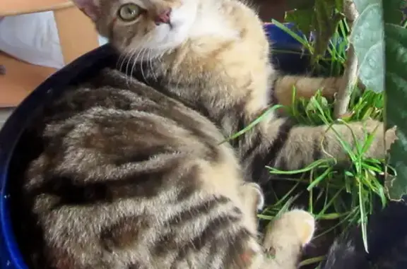 Chat perdu, Mauriac, photo: Chaton oriental perdu à Mauriac