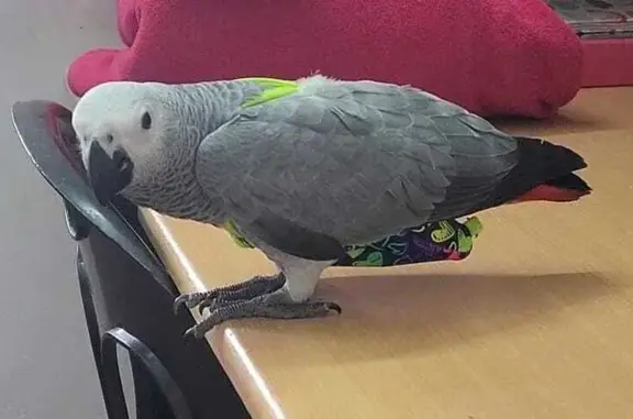 Lost and found pets , photo: Missing Pet Alert: Help Find Lost Bird on Dunville Rd!