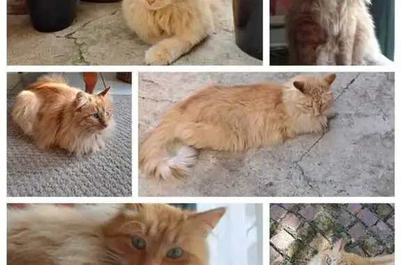 Lost Ginger Main Coon Mix - Terenure, Kempton