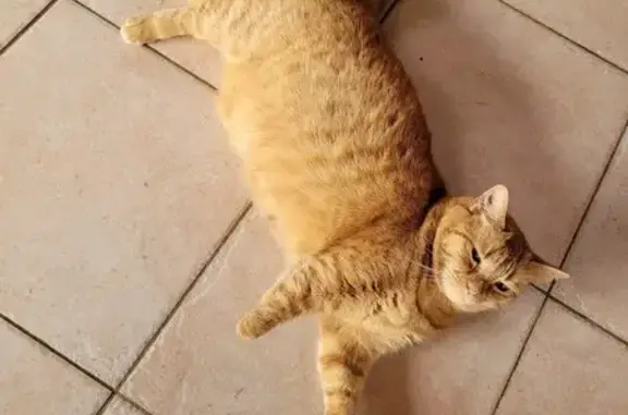Chat perdu, Coux, photo: Chatte rousse perdue à Coux