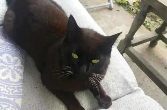 Chat au collier trouvé à Vielle - photo