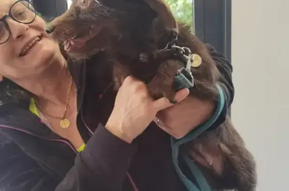 Petite chienne trouvée à Voiron - photo