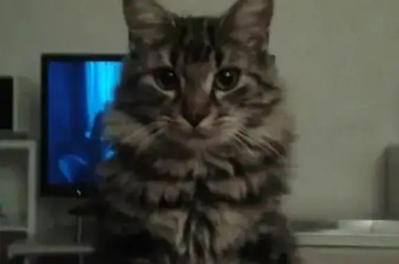 Chat perdu, , photo: Chat brun perdu à Champéon N12