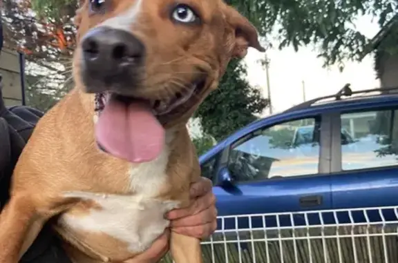 Chien aux yeux vairons trouvé - photo