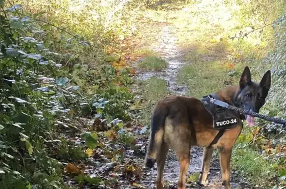 Chien perdu Yerville, photo : Alerte: Malinois perdu à Yerville