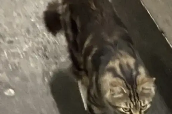 Chat trouvé au Leclerc Cannet - photo