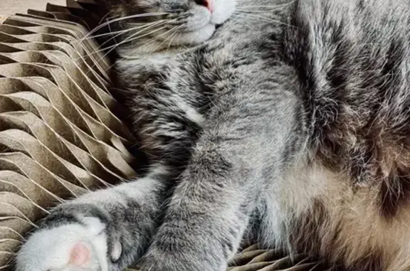 Chat perdu, Gétigné, photo: Chat gris et blanc perdu à Gétigné