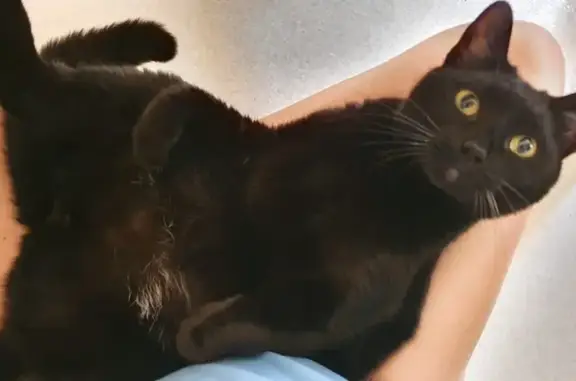 Animaux perdus Metz, photo: Chat castré perdu à Metz