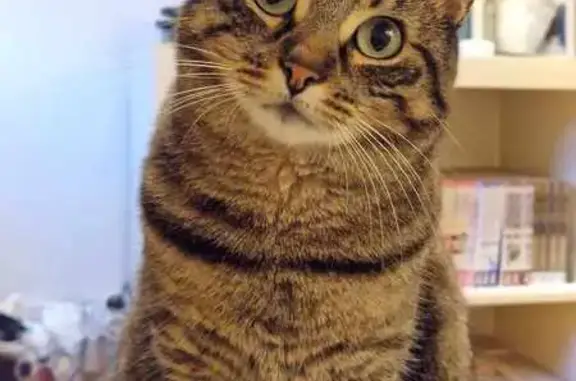 Animaux perdus Vitry-sur-Seine, photo: Chat gris tigré perdu à Vitry