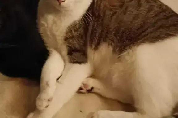 Animaux perdus Comps, photo: Chat blanc/tigré perdu à Comps