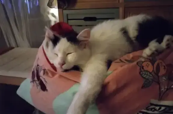 Animaux perdus Hyères, photo: Chatte bicolore perdue à Giens