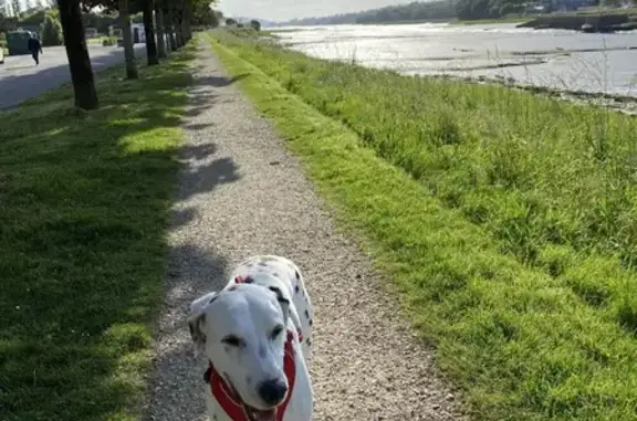 Chien perdu Le Faou, photo : Alerte: Dalmatien perdu au Faou