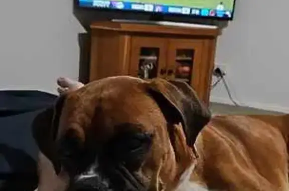 Lost Brown Boxer Puppy in Newcastle-Maitland!