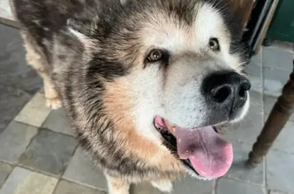 Chien perdu à Jeanménil retrouvé - photo