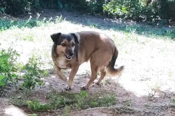 Trouvée: Petite chienne marron-noir - photo