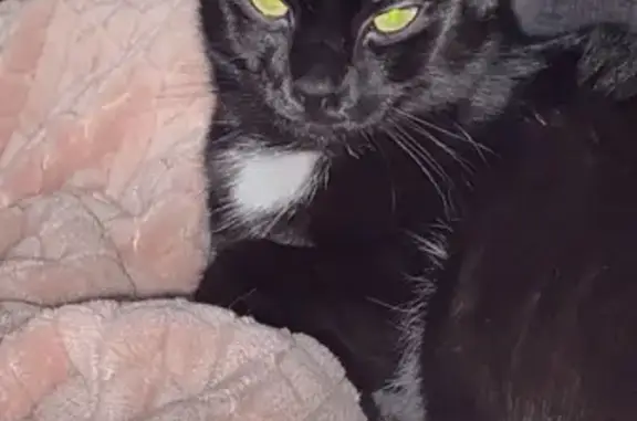 Lost Timid Black Cat - Karoborup Rd, Wanneroo