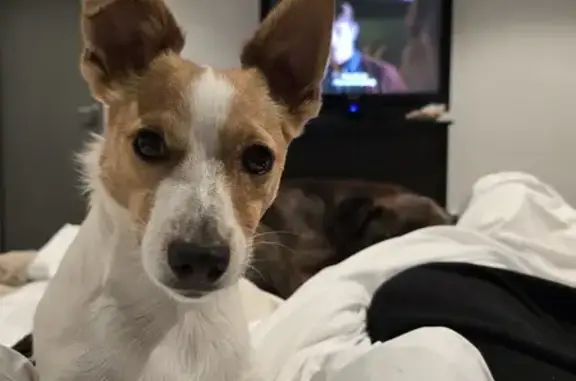 Lost Male Jack Russell - One Floppy Ear!