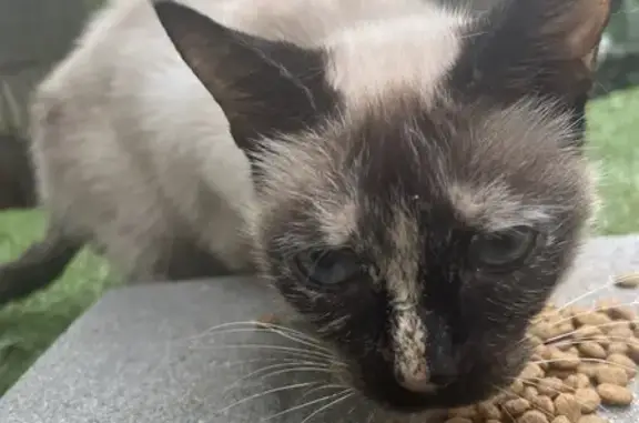 Chat malade tatoué trouvé à Poitiers - photo