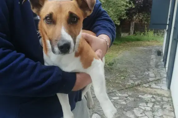 Animaux trouvés Larçay, photo: Chiot blanc-caramel perdu à Larçay