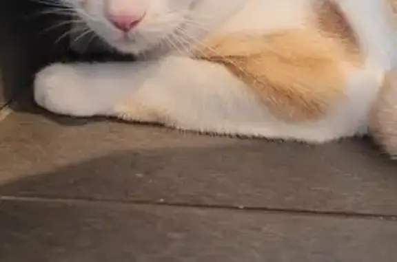 Chat blanc et roux trouvé à Haguenau - photo