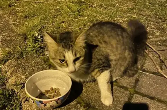 Chat gris-blanc trouvé à Freyming - photo