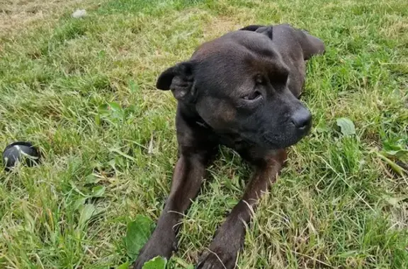 Animaux trouvés Pugnac, photo: Staffy noir/marron trouvé à Pugnac
