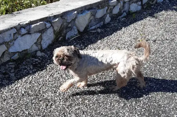 Chien gris-marron perdu trouvé - photo