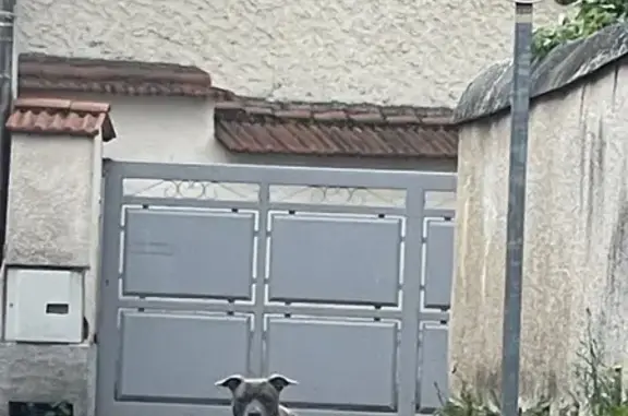Chiot staff affamé trouvé - photo