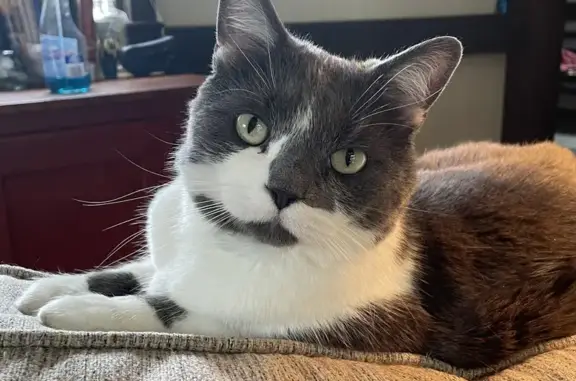 Lost Cat Alert: Grey & White Tabby - Help!