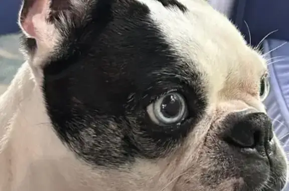 Lost Boston Terrier in D'Iberville - Help Find!