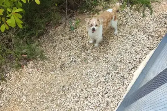 Chien perdu à Saint-Brès trouvé - photo