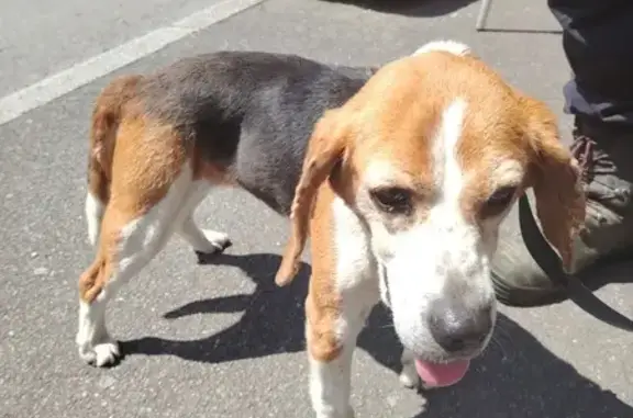 Chiot Beagle retrouvé à Saint-Marc - photo