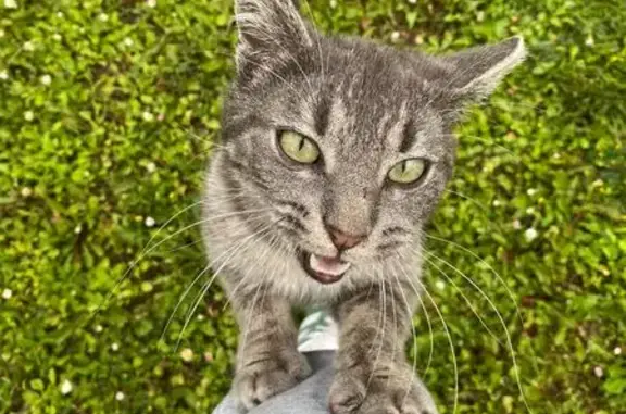 Chat trouvé Veigy-Foncenex, photo: Chat errant à Veigy-Foncenex