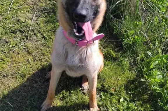 Chien perdu Saint-Jean-de-Monts, photo : URKA, Malinois perdue, collier rose
