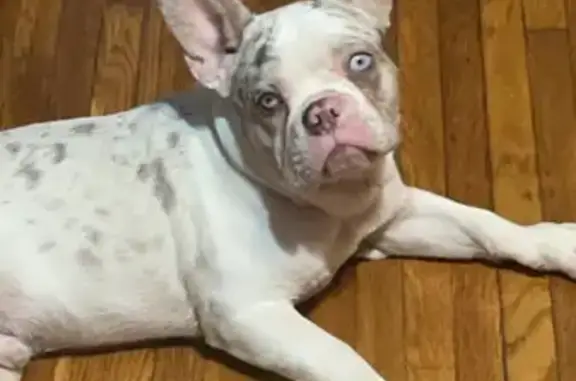Help Find Blu: Spotted Merle Frenchie Lost!