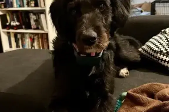 Lost Black Doodle in Seymour - Help Find Val!