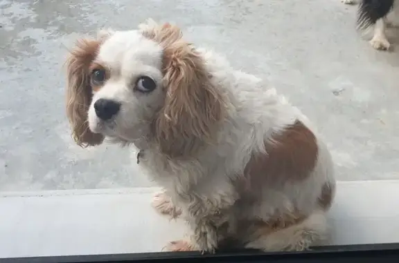 Chien trouvé , photo: Chien Cavalier King égaré - Blanc/Marron