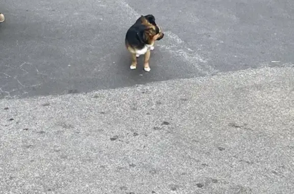 Chien errant dangereux à Sommières - photo